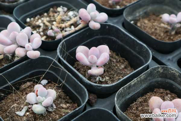 桃之卵叶片不红怎么办