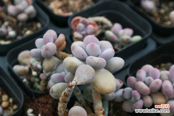 桃之卵叶片不红怎么办