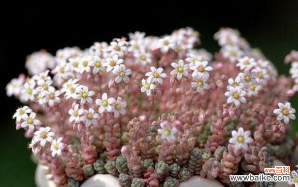 什么花代表多情?揭秘花语背后的浪漫含义?