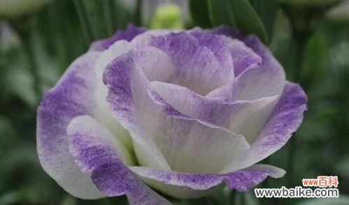 什么花的花语代表道歉?了解对不起的花卉含义是什么?