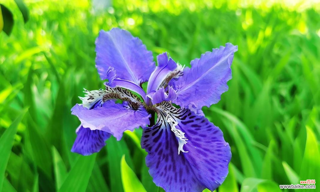 什么花的花语代表分离?了解分离之花的含义和象征意义是什么?