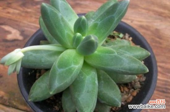 千代田之松和蓝黛莲有什么区别，属性外形各不同