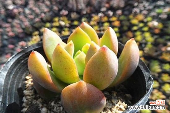 黄丽的花语是什么?寓意欢快愉悦以及富贵永恒