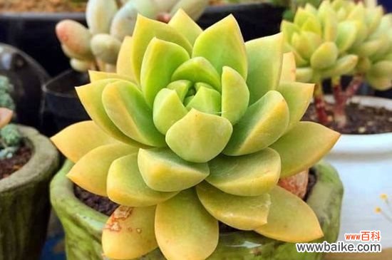 黄丽的花语是什么?寓意欢快愉悦以及富贵永恒