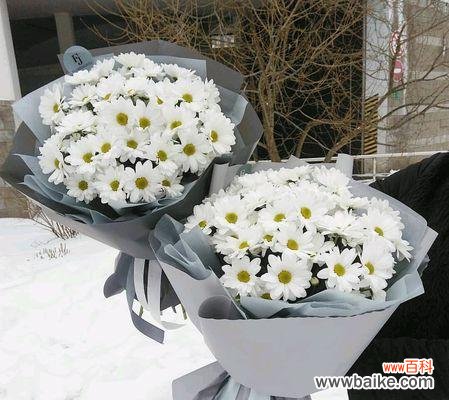 探寻小邹菊花语的神秘故事和文化内涵 小邹菊花语的传说与含义