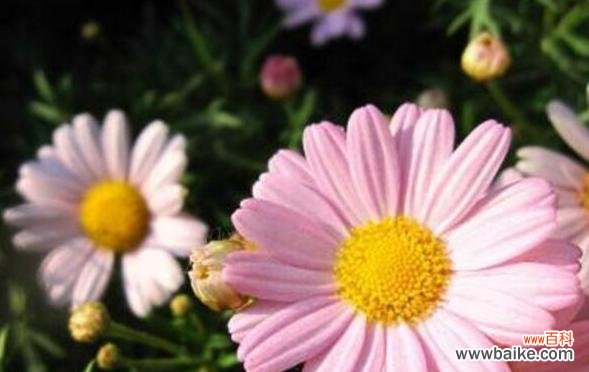 探寻小邹菊花语的神秘故事和文化内涵 小邹菊花语的传说与含义