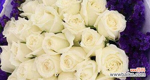 探讨白玫瑰的意义，了解合适的赠送对象 白玫瑰花语与适合送礼对象