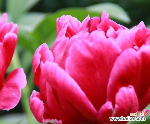 探寻芍药花的意义和内涵 芍药花的花语和象征