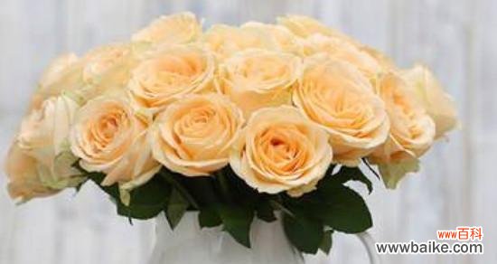 了解香槟玫瑰所代表的花语，传达爱情的真谛 香槟玫瑰花语揭秘