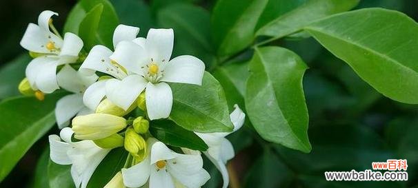 探寻花海中九里香的意义，你需要了解这些 九里香的花语与寓意