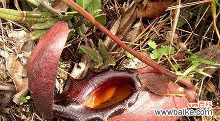 揭开猪笼草花语的神秘面纱，探究其背后的意义 猪笼草花语的隐秘象征