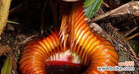 揭开猪笼草花语的神秘面纱，探究其背后的意义 猪笼草花语的隐秘象征