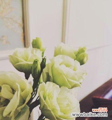 传递真挚感情的代表，寓意真诚坚定的爱情 白色洋桔梗花语——永恒的爱