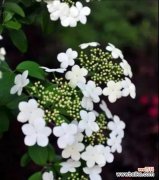 从文化传承到情感表达，一朵花的多重含义 揭秘琼花花语的深刻意义