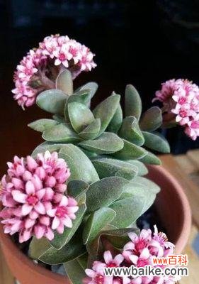 探索友谊中的永恒之花 友谊长存