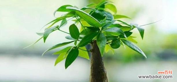 探索友谊中的永恒之花 友谊长存