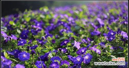 探寻象征友谊的15种植物之美 友谊花开，真情永在