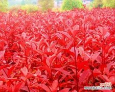 追逐太阳的勇敢者 蒸蒸日上的植物世界