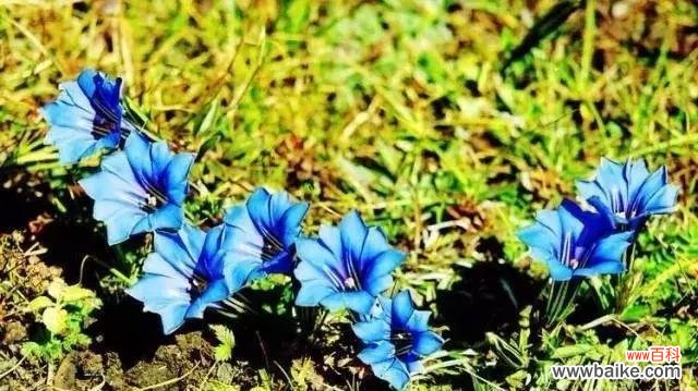 植物王国中这些象征爱情的植物让人感动不已 植物世界中的至死不渝爱情