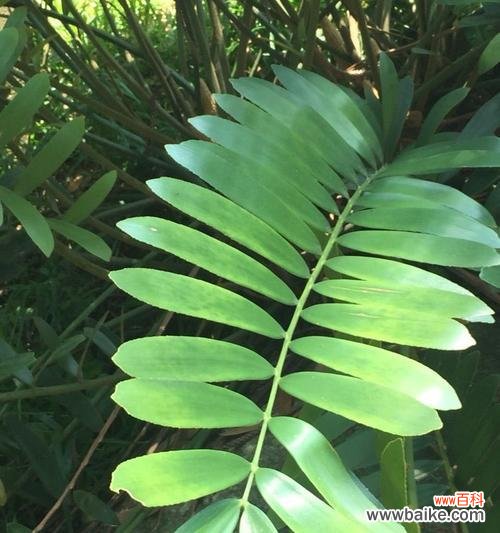 探索自然中的智慧与启示 智慧的植物世界