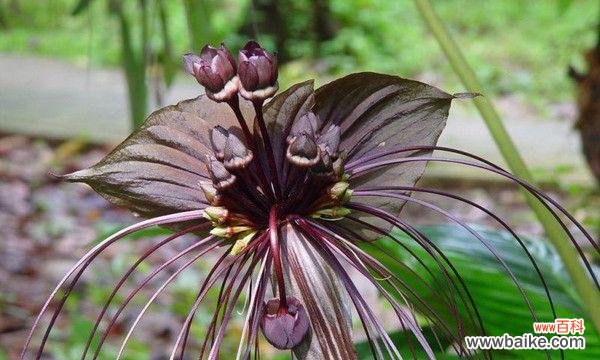 探索自然中的智慧与启示 智慧的植物世界