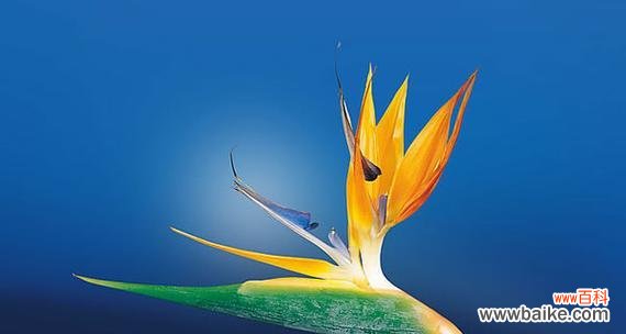 植物中的自由精神和象征意义 自由之花盛放——以象征自由的植物为主题