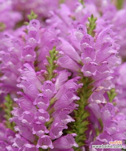 植物中的自由精神和象征意义 自由之花盛放——以象征自由的植物为主题