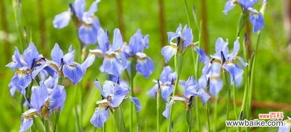 植物中的自由精神和象征意义 自由之花盛放——以象征自由的植物为主题