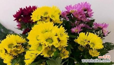 探寻小菊花的花语 小菊花花语