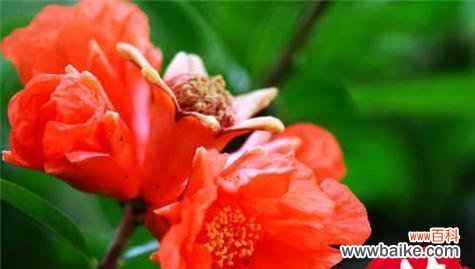 什么花代表富贵的花语？富贵花有哪些种类？