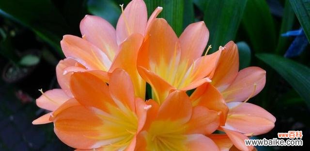 什么花代表富贵的花语？富贵花有哪些种类？