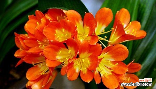 什么花象征富贵发财？揭秘花语背后的含义？