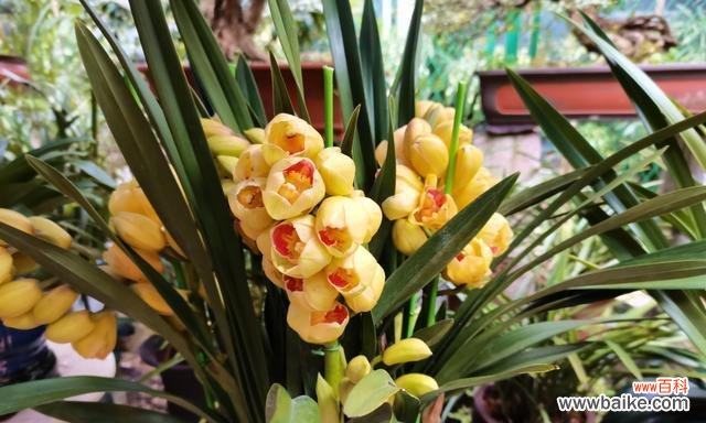 什么花象征富贵发财？揭秘花语背后的含义？