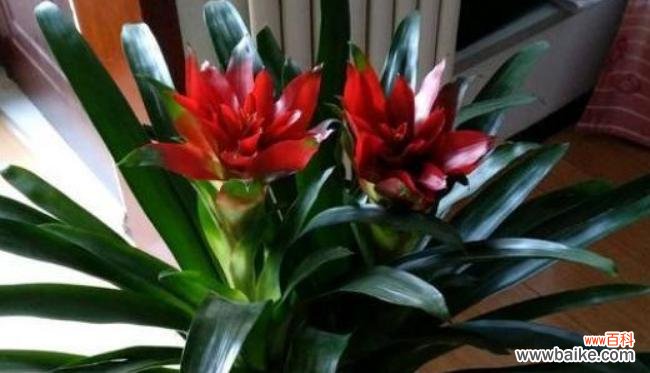 什么花象征富贵发财？揭秘花语背后的含义？