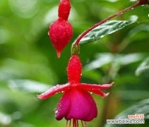 什么花的花语代表鼓励和支持？