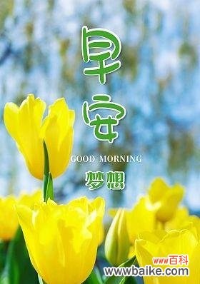 什么花的花语代表鼓励和支持?