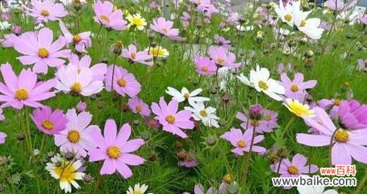 什么花代表故乡的花语？如何用花卉表达对故乡的思念？