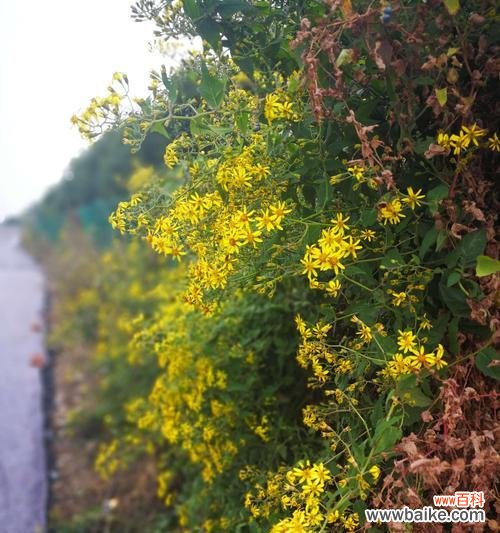 什么花代表故乡的花语？如何用花卉表达对故乡的思念？