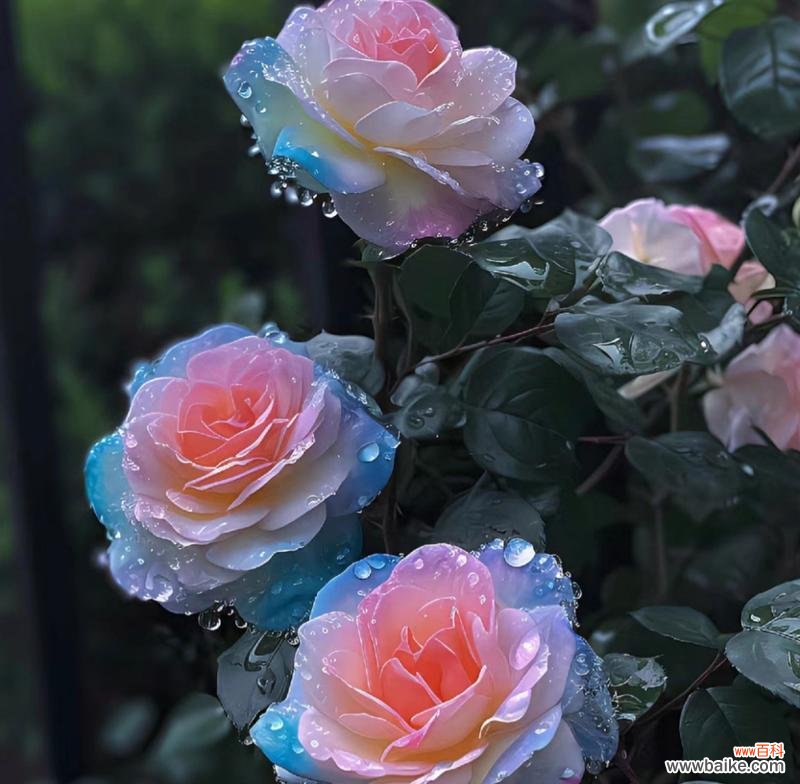 什么花代表感谢遇见你?花语中表达感谢的花卉有哪些?