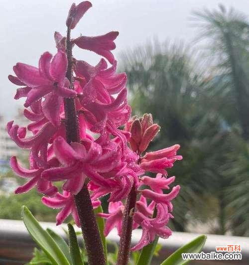 什么花代表感谢遇见你?花语中表达感谢的花卉有哪些?