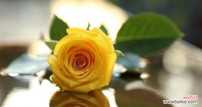 什么花代表感谢遇见你?花语中表达感谢的花卉有哪些?