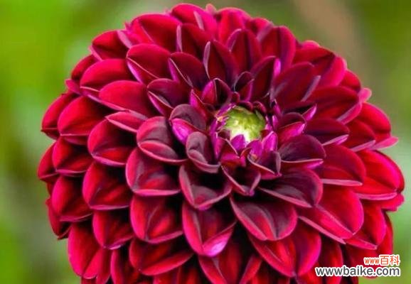 什么花的花语代表高贵和神秘？