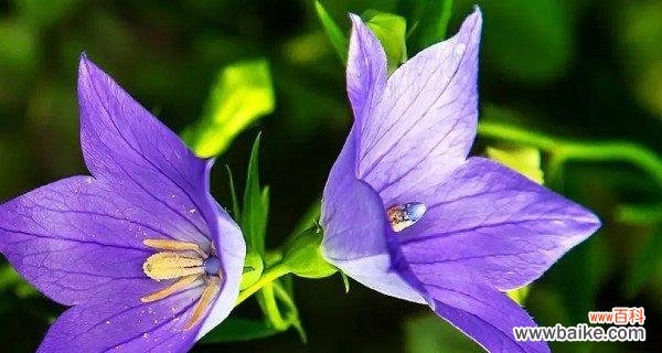 什么花的花语代表高贵和神秘？