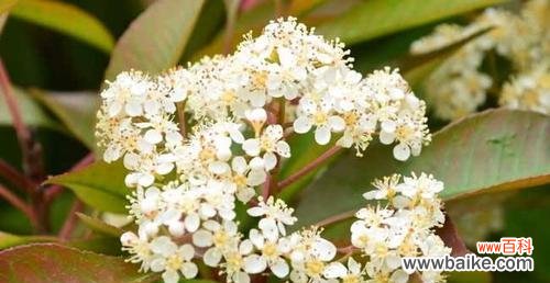 什么花的花语代表孤独?了解孤独之花的含义是什么?