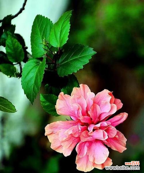 什么花的花语代表孤独?了解孤独之花的含义是什么?