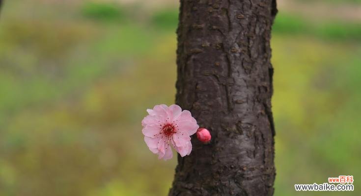 什么花的花语代表孤独和迷茫？