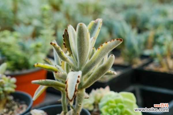 月兔耳徒长怎么办