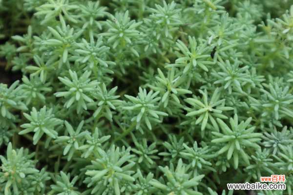 薄雪万年草植株腐烂怎么办