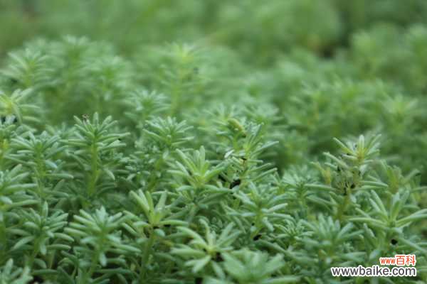薄雪万年草植株腐烂怎么办