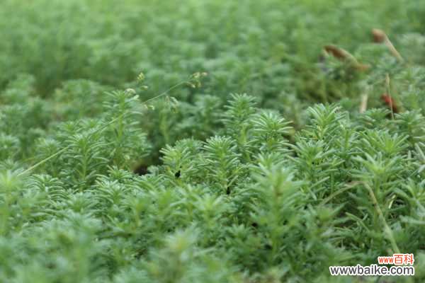 薄雪万年草植株腐烂怎么办